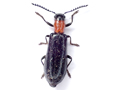 Tillus elongatus